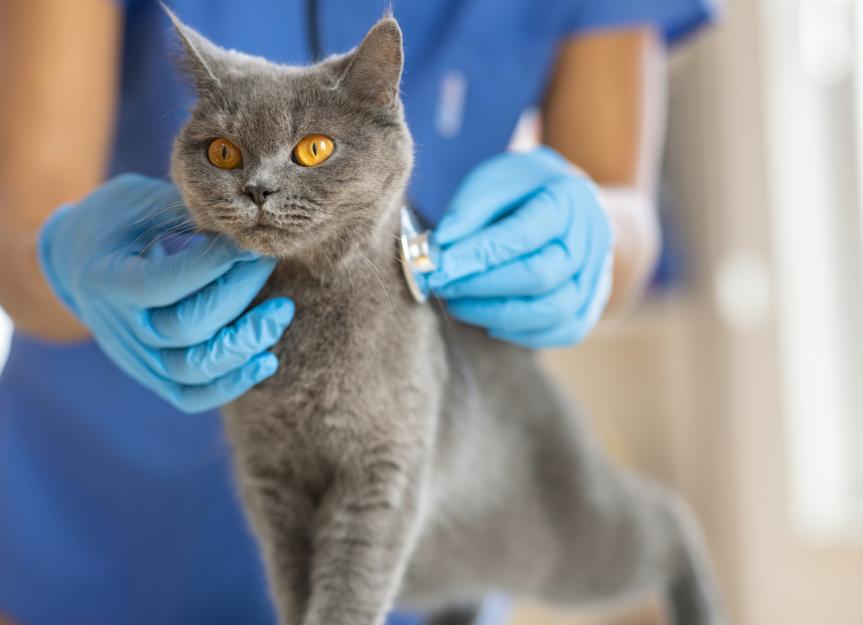 Low Platelets in Cats PetMD